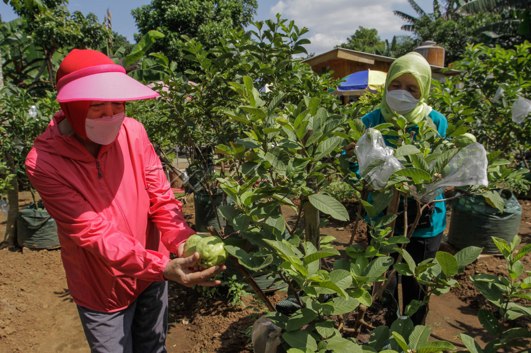Berbagai jenis tumbuhan ditanam oleh warga, mulai dari sayuran hingga buah-buahan seperti jambu kristal dan pepaya.