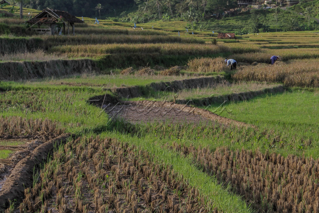 Memasuki musim kemarau, sejumlah petani sudah mulai memanen padi. Setiap masa panen petani dapat menghasilkan 2 hingga 3 kwintal.