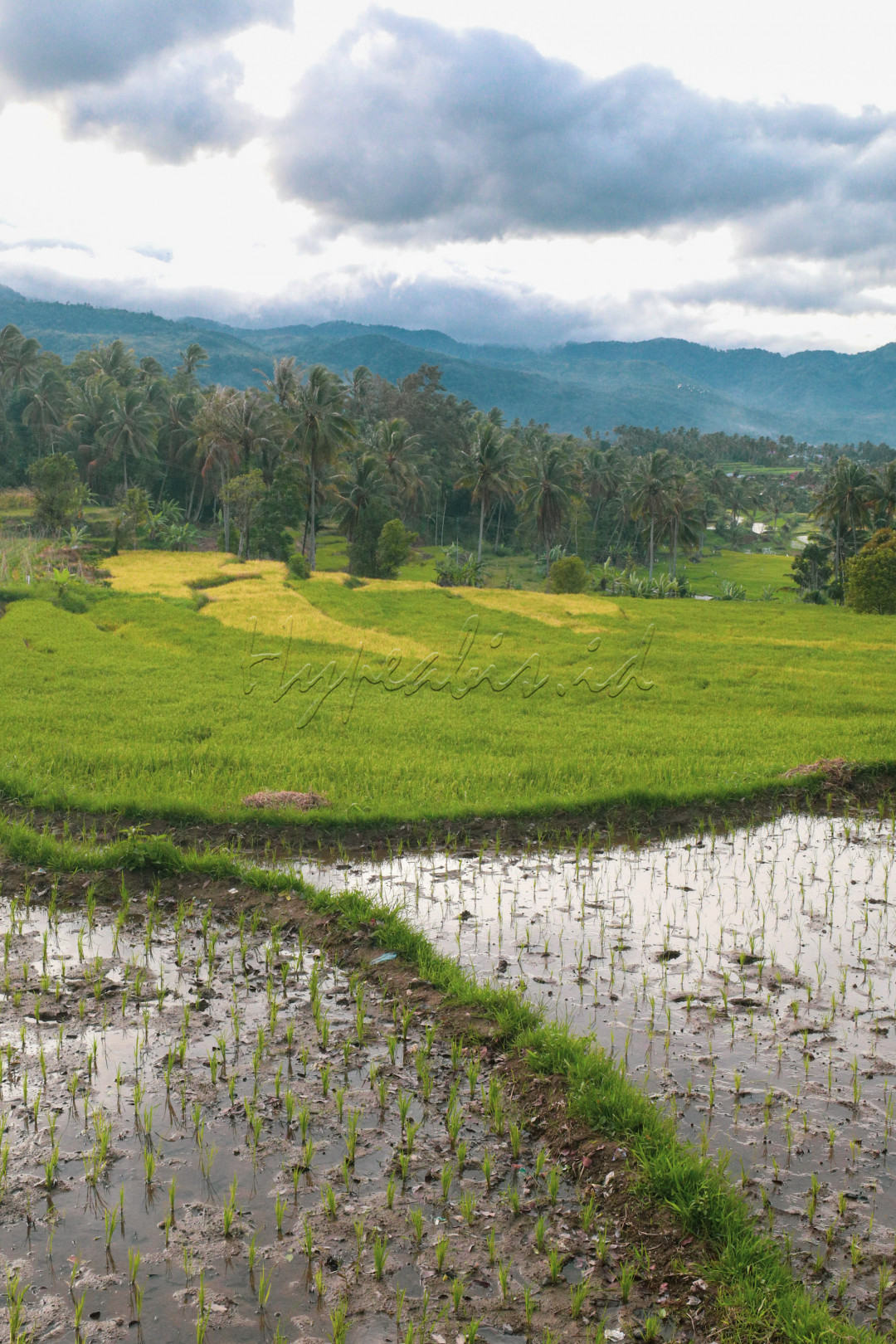 Salah satunya pemandangan perbukitan yang dihiasai pohon - pohon kelapa.