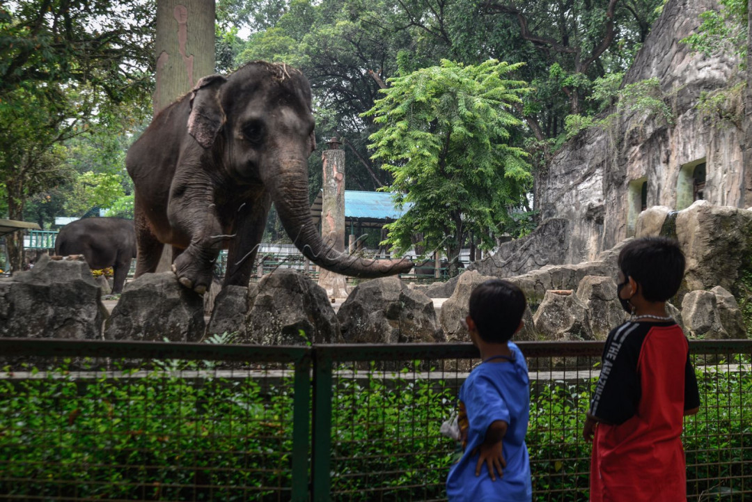Pengunjung melihat koleksi satwa di Taman Margasatwa Ragunan, Jakarta.