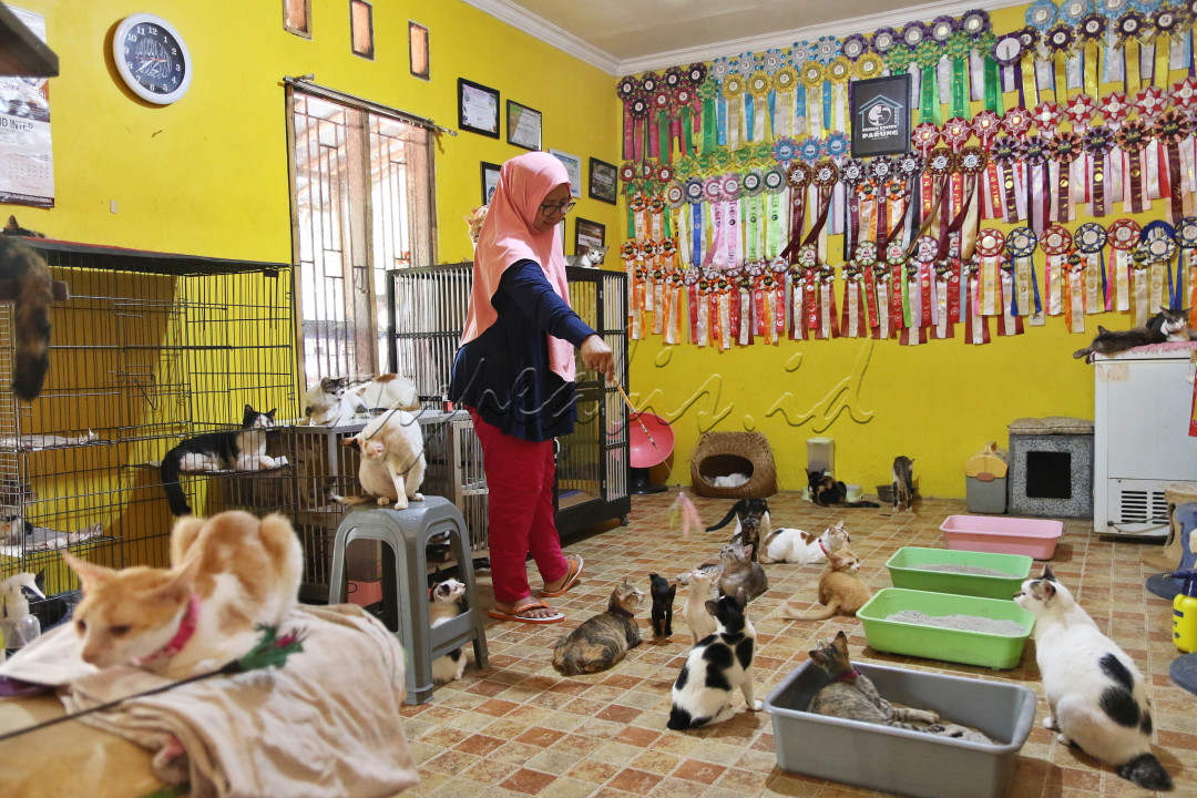Dita mengaku, awalnya pada 2014 rumah&nbsp;kucing&nbsp;ini hanya memelihara puluhan ekor&nbsp;kucing milik sendiri. Tak berapa lama, ia dan suaminya telah merawat ratusan ekor&nbsp;kucing&nbsp;yang kebanyakan ditemukan terlantar di jalanan.