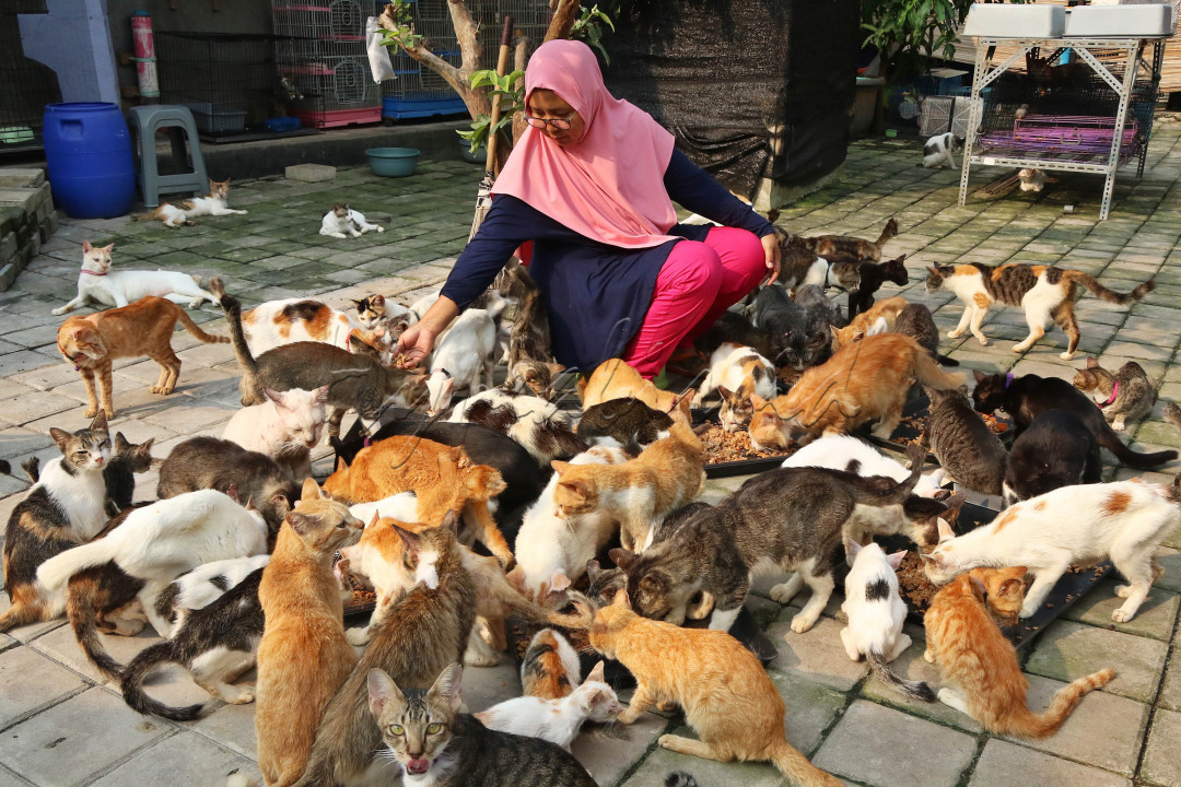 Kucing-kucing&nbsp;di sini juga sebagian berasal dari peliharaan yang sengaja dititipkan karena pemiliknya merasa sudah tak sanggup lagi merawat.