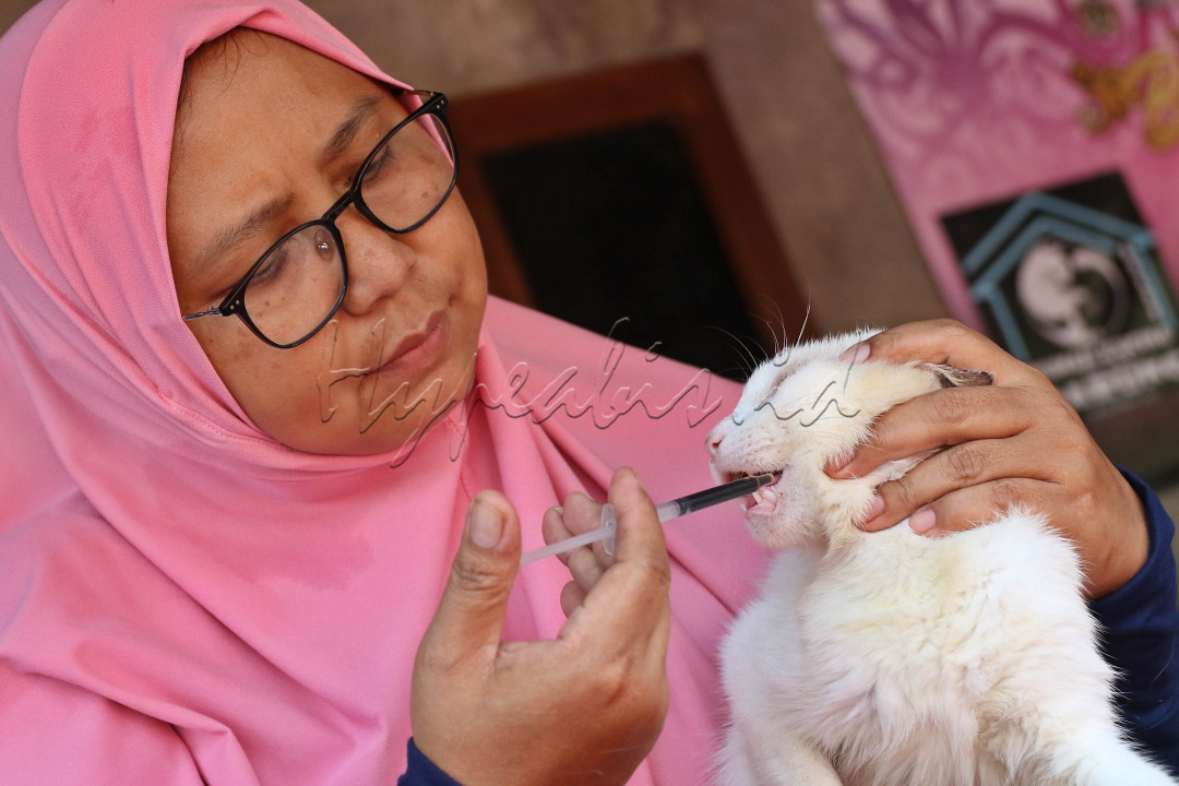 Guna memenuhi kebutuhan kucing, setiap harinya puluhan kilogram makanan kering dan basah disediakan. Dana yang dikeluarkan untuk mengurus ratusan&nbsp;kucing&nbsp;tersebut berasal dari donasi dan kantong pribadi. Tak cukup hanya makanan, kucing-kucing itu juga selalu diberikan vitamin, bahkan yang sakit pun tetap dirawat dengan baik.<br />
&nbsp;