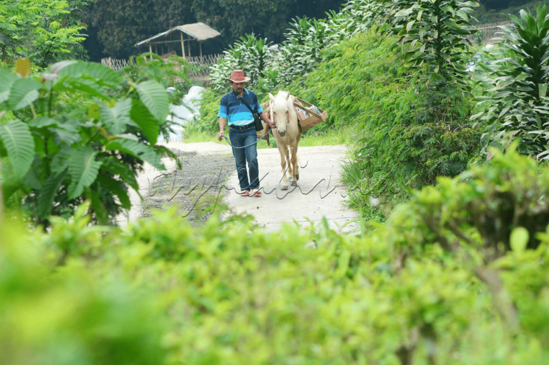 Serang, sebuah desa yang terletak di kaki Gunung Slamet hari itu diselimuti kabut tebal. Ridwan Sururi berjalan menembus kabut bersama Luna, kuda kesayangnya.&nbsp;