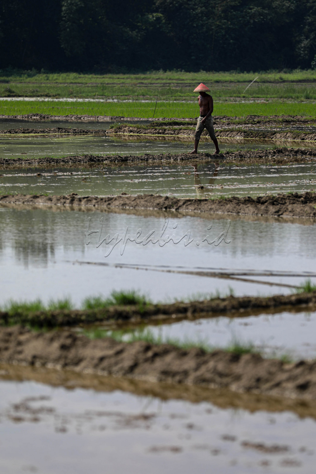 Indonesia disebut sebagai negara agraris karena sebagian besar penduduknya bekerja di sektor pertanian.