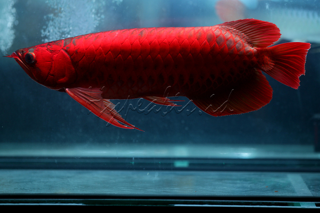 Ikan Arwana&nbsp;merupakan suku kecil ikan air tawar primitif yang masih dijumpai hingga sekarang. Meskipun bersifat predator seperti kerabat dekatnya ikan&nbsp;Arapaima gigas