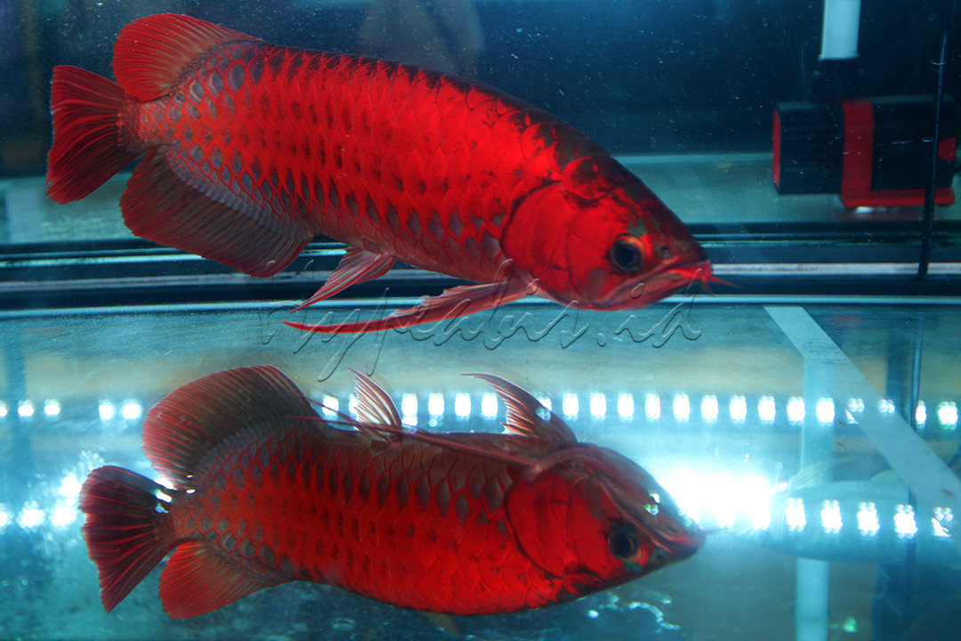 Ikan arwana memiliki warna sisik yang sangat menawan. Bahkan keindahan sisiknya diperlombakan dan harganya dapat mencapai belasan hingga ratusan juta rupiah.<br />
&nbsp;