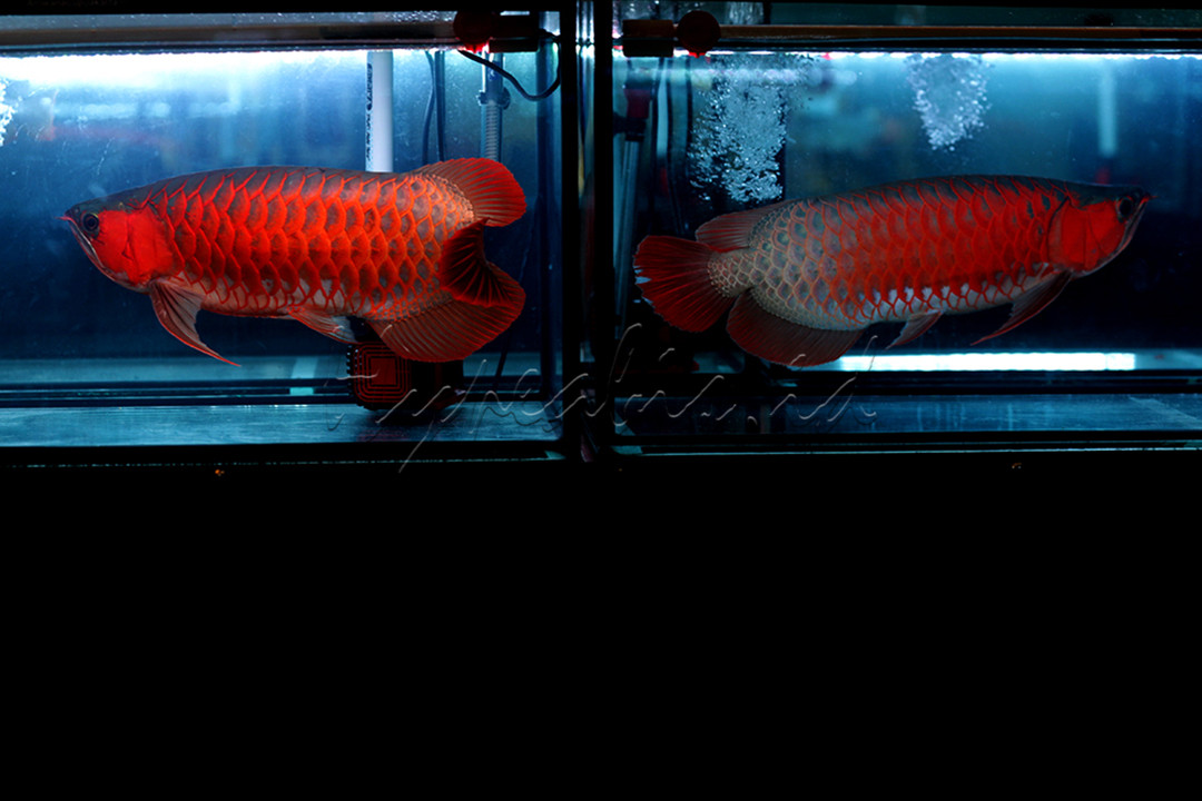 Ikan arwana sangat diminati oleh orang yang gemar memelihara ikan di seluruh dunia, karena sering dilihat sebagai&nbsp;simbol keberuntungan, kekayaan, dan kemakmuran.<br />
&nbsp;