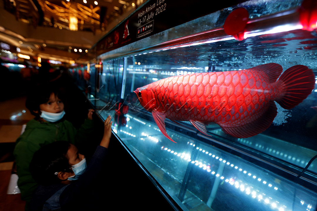 Menurut sebuah cerita rakyat, arwana membawa keberuntungan karena menyerupai naga tradisional Tiongkok dan dianggap sebagai salah satu ikan Feng Shui terbaik.