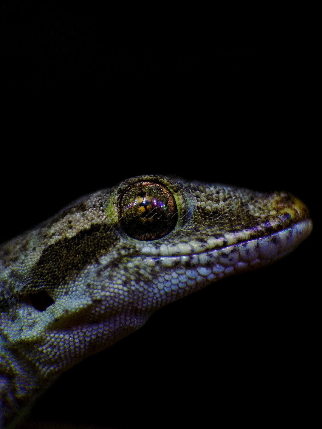 Cecak tembok adalah sejenis reptil yang termasuk suku cecak. Tidak ada nama khusus yang dikenal dalam bahasa daerah, kecuali nama umum seperti cakcak, cicek, cecek dan lain-lain. Dalam bahasa Inggris disebut flat-tailed house-gecko, seperti tercermin dari nama ilmiahnya, platyura