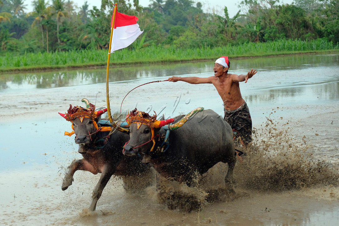 Warga memacu kerbau saat mengikuti atraksi budaya Makepung Lampit Merah Putih di persawahan Peh Kaja, Desa Kaliakah, Jembrana, Bali.&nbsp;<br />
Atraksi budaya Makepung Lampit Merah Putih tersebut digelar untuk memeriahkan HUT RI ke-77 dan melestarikan warisan budaya leluhur sekaligus membangkitkan pariwisata.