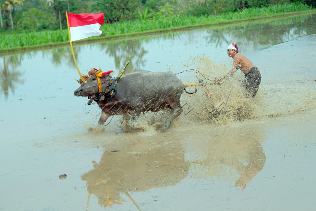 Warga memacu kerbau saat mengikuti atraksi budaya Makepung Lampit Merah Putih di persawahan Peh Kaja, Desa Kaliakah, Jembrana, Bali. Atraksi&nbsp;budaya Makepung Lampit Merah Putih tersebut digelar untuk memeriahkan HUT RI ke-77 dan melestarikan warisan budaya leluhur sekaligus membangkitkan pariwisata.