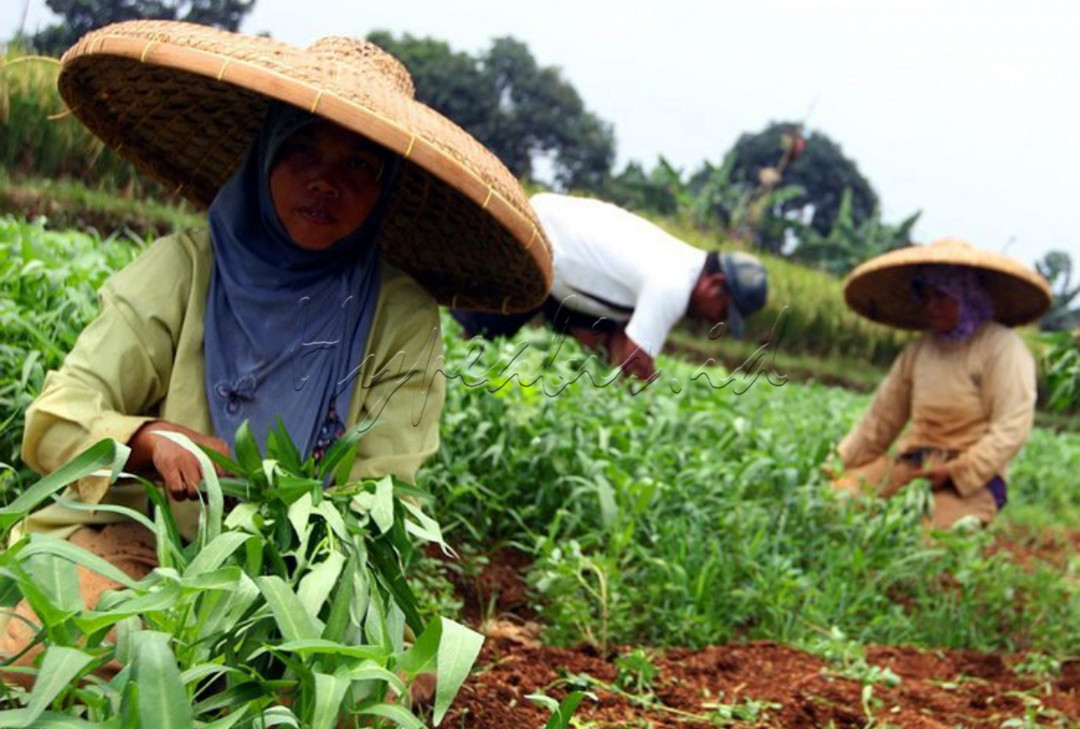 Menunggu musim tanam padi, biasanya petani memanfaatkan lahan untuk ditanami berbagai jenis tanaman lain.<br />
<br />
&nbsp;