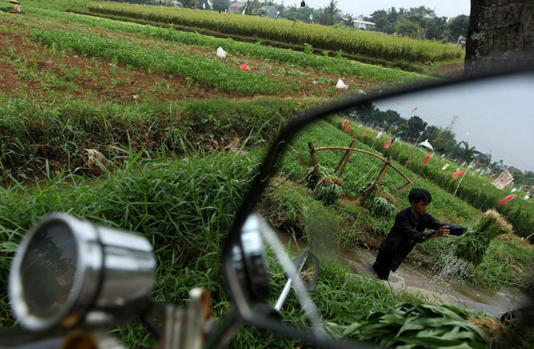 Dipinggiran kota Depok, warga menanami lahannya dengan tanaman kangkung. Masa tanam yang relatif singkat dan harga jualnya juga cukup menarik membuat kangkung menjadi pilihan.
<div>&nbsp;</div>

<div>&nbsp;</div>