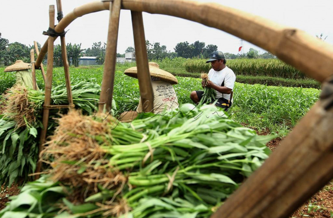 Selain rasanya nikmat, kangkung juga memiliki sejumlah manfaat untuk kesehatan. Hal ini dikarenakan kangkung mengandung beragam vitamin dan mineral penting yang sayang untuk dilewatkan. Seperti serat, vitamin A, vitamin C, zat besi, kalsium, fosfor, hingga antioksidan.&nbsp;