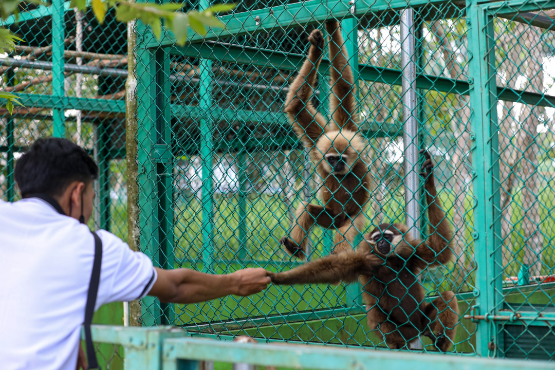 Pengunjung dapat melihat &nbsp;beragam satwa ditempat ini, seperti elang, buaya, binturong, kukang, rusa, sampai beruang.&nbsp;