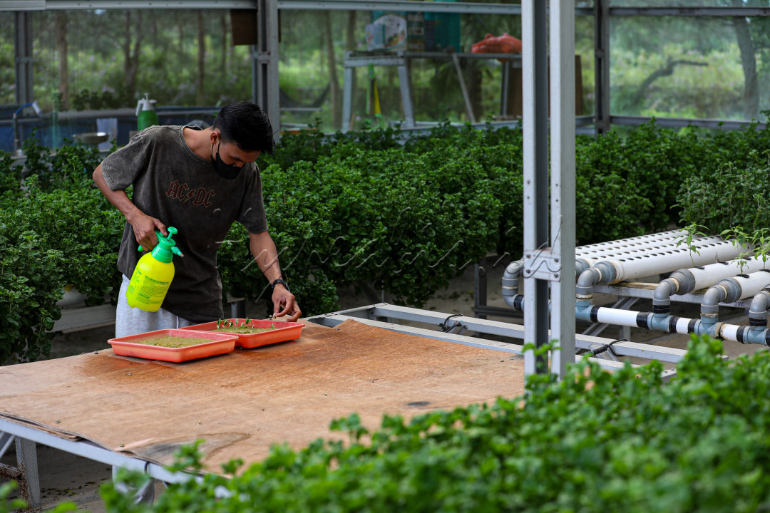 Ragam teknologi bercocok tanam kekinian membuat banyak generasi muda tergoda. Salah satunya, penggunaan greenhouse dan hidroponik. Kedua teknik ini membuat bertani terlihat keren.
<div>&nbsp;</div>

<div>&nbsp;</div>