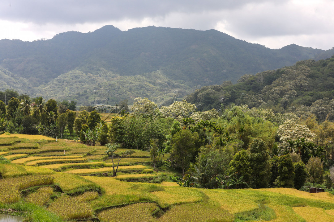 Panorama Desa Detusoko Barat menjadi salah satu opsi yang bisa dinikmati oleh wisatawan yang ingin berkunjung ke Danau Kelimutu.