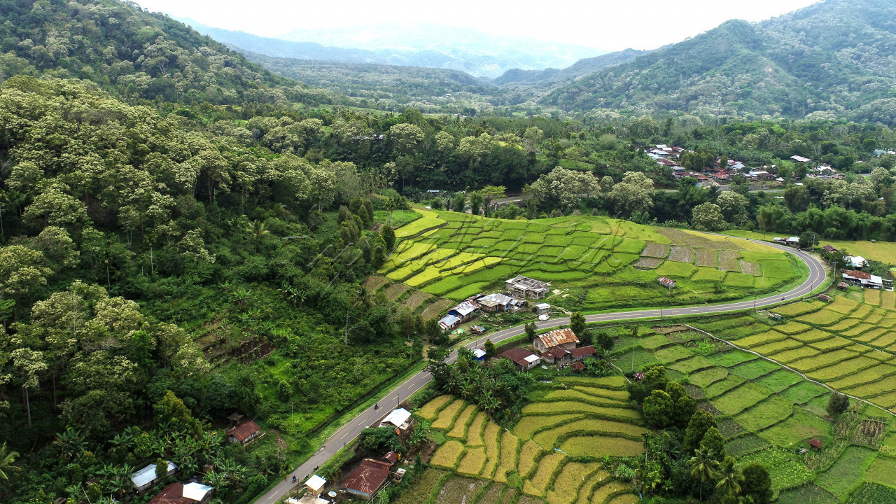 Desa Detusoko Barat menyuguhkan keindahan alam dengan hamparan sawah nan hijau dan memukau serta latar topografi wilayah perbukitan yang dijamin bakal memanjakan mata. Sawah dan perkebunan kopi, kakao, kemiri dan hortikultura menghiasi sisi kiri dan kanan jalan di desa ini.