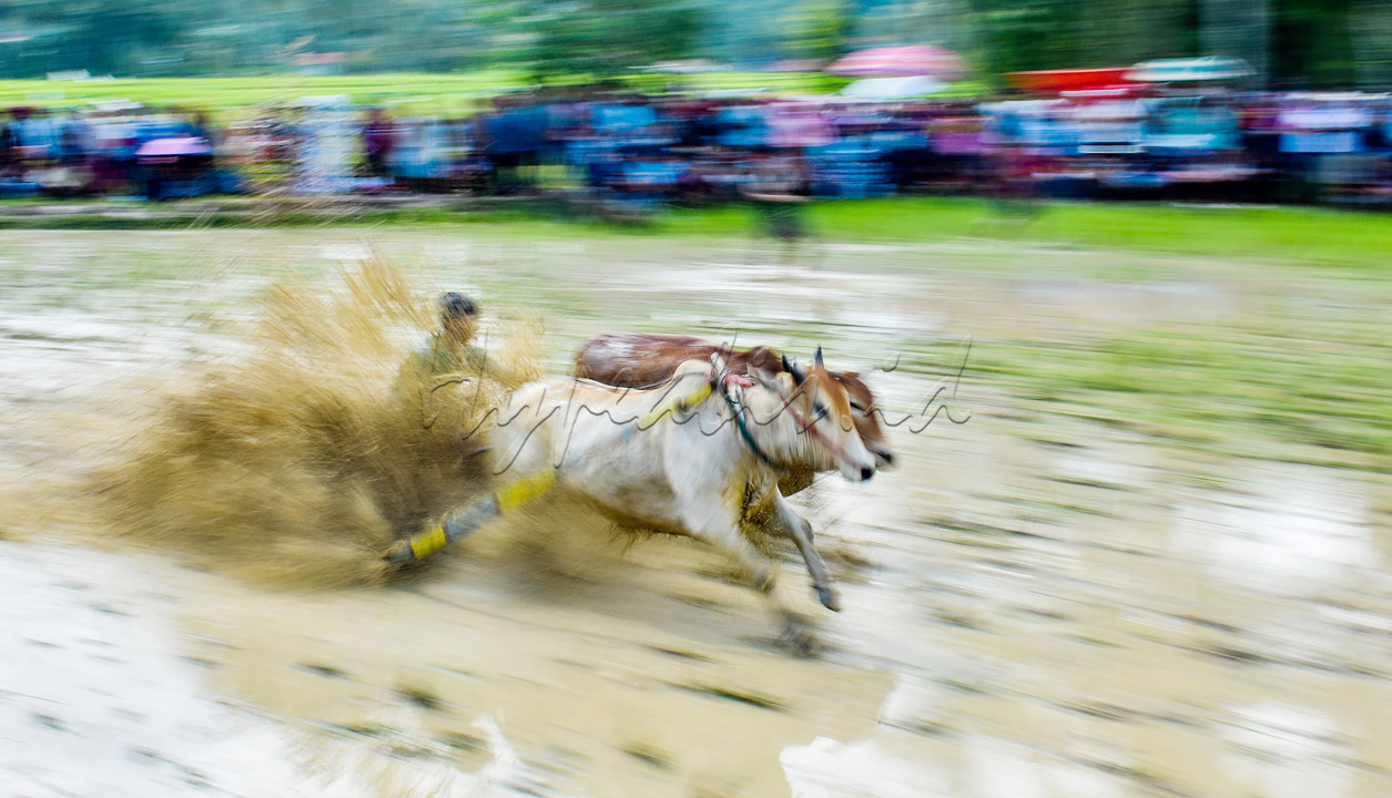 Jika di Madura ada karapan sapi, maka di Kampungku Sumatera Barat ada pacu jawi. Namun keduanya memiliki perbedaan yaitu jika Karapan Sapi menggunakan tanah datar dan kering sebagai arena, sedangkan Pacu Jawi menggunakan area sawah yang sudah basah. Pacu jawi merupakan atraksi budaya anak nagari yang ada di kabupaten Tanah Datar, Sumatera barat. Acara pacu jawi sudah ada sejak ratusan tahun. Setiap kali musim panen berakhir, masyarakat setempat mengadakan atraksi budaya ini. Tujuan utama adalah untuk hiburan semata dan pengisi waktu luang hingga sawah siap kembali ditanam.<br />
<br />
Pada acara Pacu Jawi, hal yang paling mencolok adalah jokinya. Joki sapi dibekali alat bajak pacu yang terbuat dari bambu sebagai alat berpijak ketika lomba dimulai. alat tersebut merupakan salah satu peralatan yang biasa digunakan petani untuk membajak sawahnya. Lalu, joki juga tampak mengendalikan sapinya dengan cara menggigit dan menarik ekor sapi, hal itu bertujuan laju sapi semakin cepat. Keunikan lainnya yaitu tidak adanya lawan dalam perlombaan. Cara tersebut dibuat agar tidak terjadi taruhan yang kerap ada pada saat balapan.<br />
<br />
Pacu jawi adalah alek atau perayaan anak nagari yang sudah mendunia. Ini terbukti dengan banyaknya para pencinta fotografi baik dalam dan luar negeri yang datang untuk mengabadikan momen tersebut. Tradisi budaya seperti ini harus terus dilestarikan dan dikenalkan kepada generasi muda agar tradisi budaya ini tidak punan dan hilang begitu saja.<br />
&nbsp;
