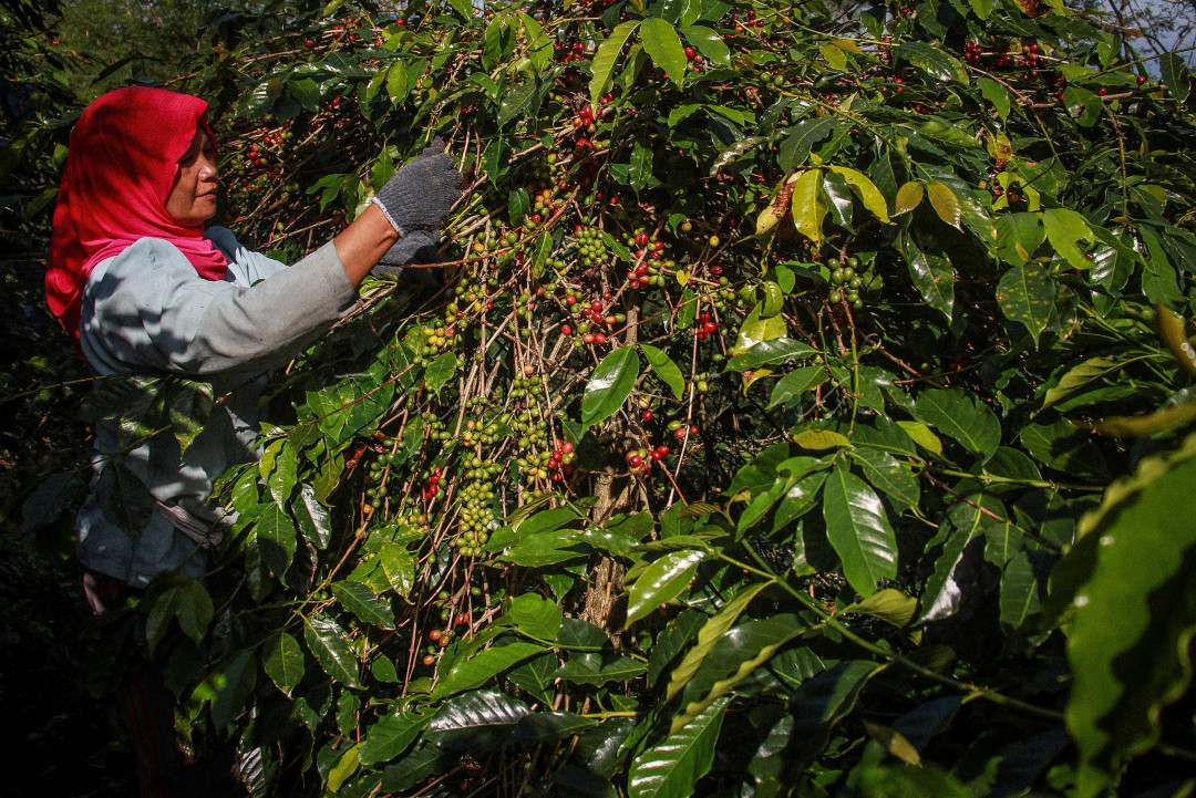 Petani memetik kopi di kebunya di kawasan Bener Meriah, Aceh.&nbsp;Kopi Gayo merupakan&nbsp;jenis kopi Arabika yang sudah terkenal di berbagai belahan dunia. Kopi ini di produksi di daerah aceh tengah tepatnya di dataran tinggi gayo. Di daratan tinggi gayo inilah pusat perkebunan dan produksi kopi terbaik di dunia di hasilkan. Buah Kopi Gayo, Aceh Tengah.