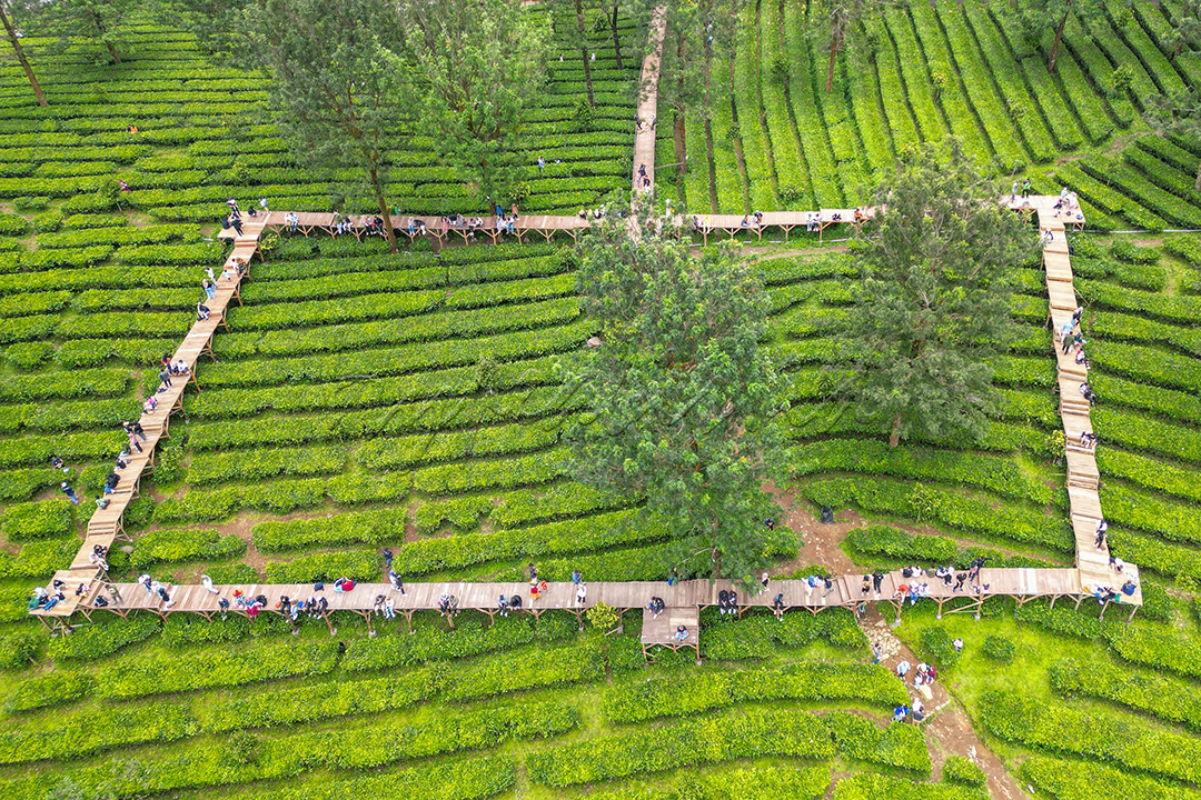 Gunung Mas Tea bridge, Bogor, Jawa Barat