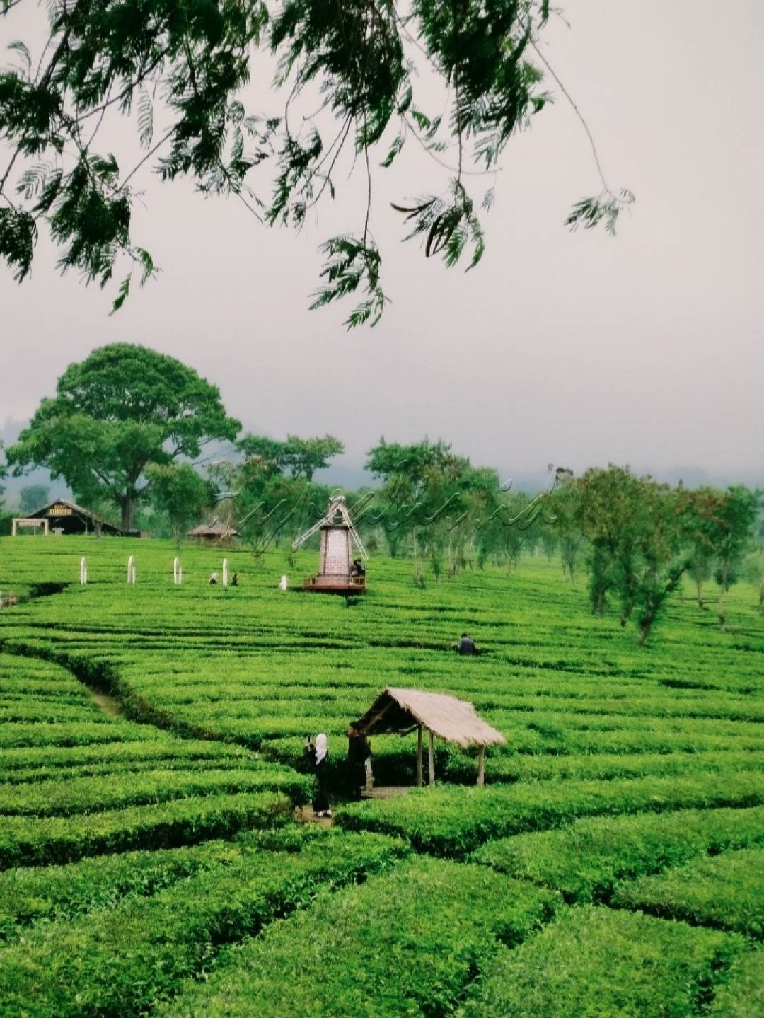 Bukit Kuner&nbsp;<br />
(Kebun Teh Wonosari)<br />
<br />
Perkebunan yang sekaligus dijadikan sebagai objek wisata edukasi memetik dan mengolah teh.<br />
Kebun Teh Wonosari ini terletak di dataran tinggi lereng Gunung Arjuna Malang. Kebun teh ini berada di ketinggian 1250 Mdpl, dan tentunya menawarkan pemandangan hijau yang memanjakan mata dan menyejukkan. Kebun ini berdiri diatas lahan seluas 1.144 hektar, dan menjadi satu-satunya kebun teh di Jawa Timur yang diolah sebagai obyek wisata.<br />
<br />
#lombafotonusantarasakti<br />
#bisnisindonesiafoto<br />
#hypeabisid