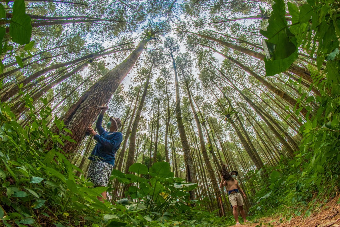 Hutan memberi manfaat untuk manusia dalam bidang ekonomi, dari pemanfaatan kayu bakar, getah pinus,penyerapan tenaga kerja dan pemanfaatan lainnya yg sangat banyak...&nbsp;