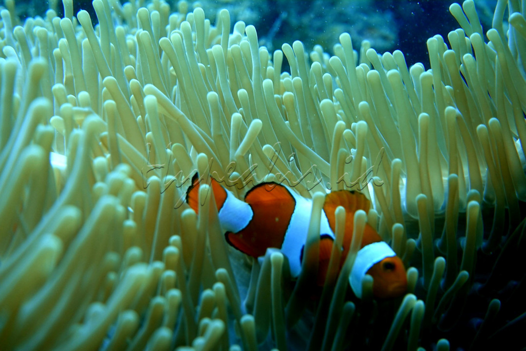 Ikan Nemo sedang bermain di terumbu karang