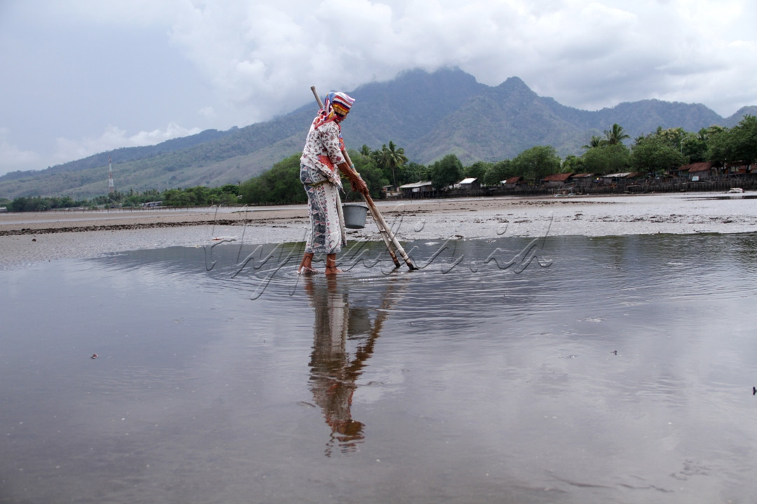Hidup sebatang kara tak membuatnya berputus asa. Berbekal alat &nbsp;terbuat dari bambu,&nbsp; seorang nenek di Kabupaten Situbondo, Jawa Timur&nbsp; menjadi mencari kerang di laut.&nbsp; Saat air surut adalah ladang baginya mengais rezeki memenuhi kebutuhan hidup sehari-hari.<br />
&nbsp;