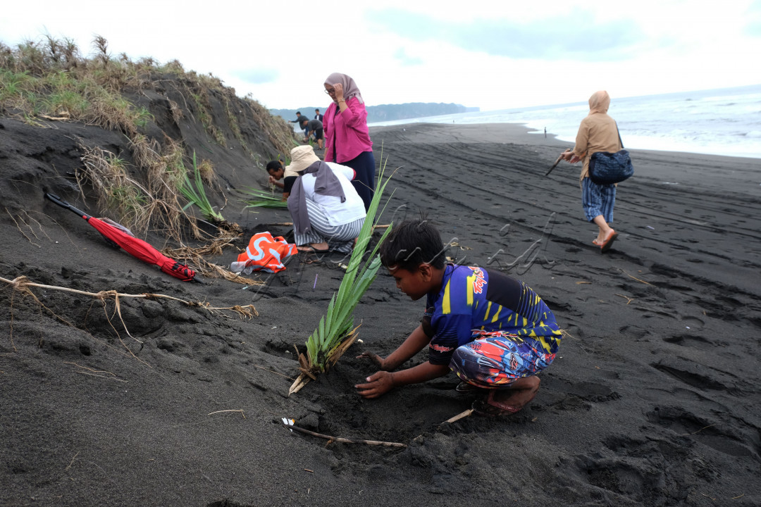 Pengunjung wisata pantai Pelangi, Bantul, Yogyakarta, Sabtu (26/11/2022).<br />
Menanam tanaman pandan laut untuk menjaga ekosistem disana.