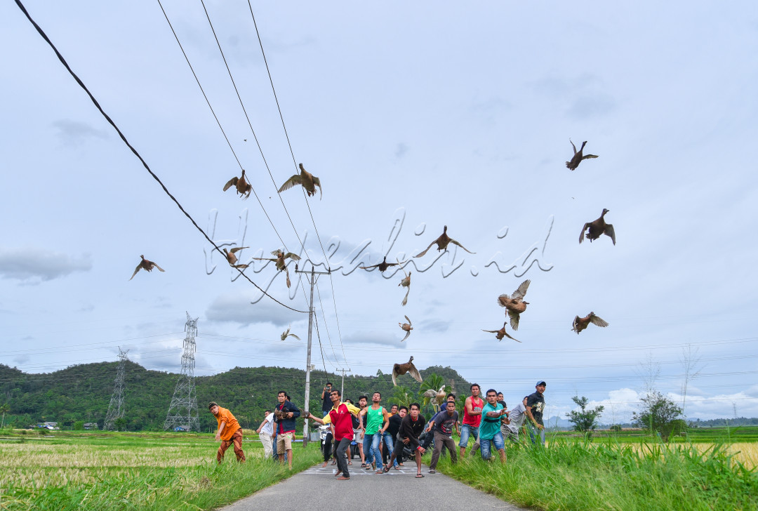 <br />
PACU ITIAK (arti :balapan bebek} merupakan salah satu tradisi unik yang dimiliki oleh masyarakat Minang Payakumbuah, tradisi ini berasal dari daerah Payakumbuh di Kabupaten Lima Puluh Kota, Provinsi Sumatra Barat, Indonesia. Tradisi ini tergolong unik karena menggunakan itik sebagai hewan pacuan,Sejak 2020, pacu itiak diakui secara resmi oleh pemerintah Republik Indonesia sebagai salah satu Warisan Budaya Tak Benda khas Indonesia dalam bidang Seni Pertunjukan yang berasal dari Sumatra Barat.<br />
<br />
Media yang digunakan sebagai media pacuan adalah sawah dan dalam perkembangannya masyarakat membuat sebuah gelanggang khusus untuk tempat itik-itik berpacu. Dalam pacu itiak ini juga diberikan ketentuan dan peraturan mengenai pacu itiak. Salah satu peraturan umumnya adalah usia itik itu harus berkisar 4 sampai 6 bulan serta sayapnya tidak boleh berpilih dan arah sayapnya harus keatas. Melihat besarnya animo masyarakat dalam pacu itiak ini maka pacu itiak dikelola secara profesional dan dibentuk Persatuan Olahraga Pacu Itiak (PORTI)