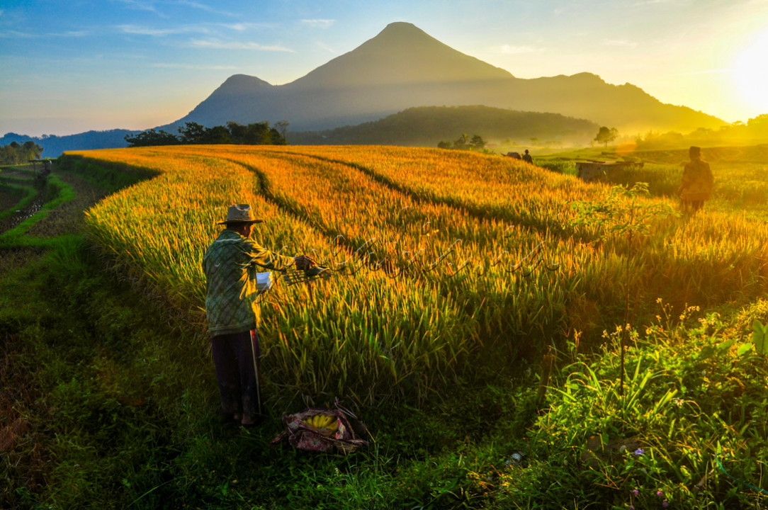 Tradisi Metik Padi<br />
<br />
Petani sedang melangsungkan tradisi Metik di sawah terasering lereng gunung Penanggungan saat pagi hari. Tradisi Metik merupakan kearifan lokal Petani padi di desa Selotapak, Trawas, Mojokerto, Jawa Timur. Tradisi ini dilaksanakan menjelang panen padi. Doa di panjatkan atas rasa syukur petani kepada Tuhan dan aneka sesaji di letakan sebagai simbol penghormatan kepada alam yang telah memberikan anugerah kesubururan. Tradisi ini secara turun temurun dilaksanakan karena ini Nusantara Indonesia Sakti.<br />
&nbsp;