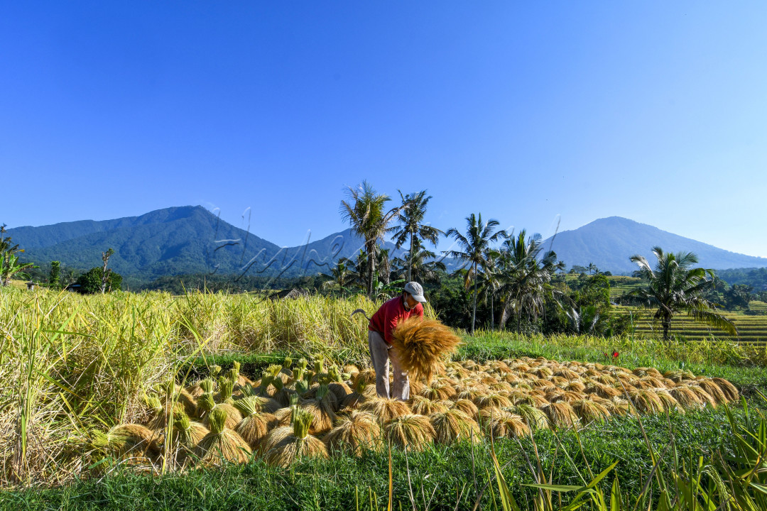 Semangat petani saat memanen padi di persawahan jatiluwih yang akan diperjual belikan di pasar tradisional