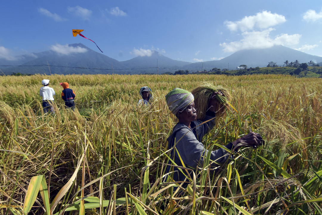 Petani memanen padi merah saat panen raya di persawahan Jatiluwih, Tabanan, Bali, Kamis (3/6/2021). Tradisi panen raya padi merah yang digelar setiap bulan Juni itu merupakan upaya mempromosikan kembali kawasan objek wisata yang telah ditetapkan UNESCO sebagai warisan budaya dunia tersebut di tengah pandemi COVID-19.<br />
&nbsp;