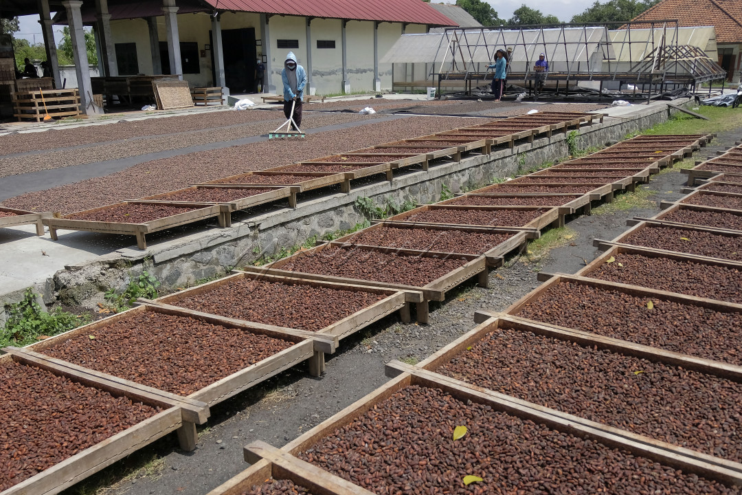 Pekerja menjemur biji kakao yang sudah difermentasi di Koperasi Kakao Kerta Semaya Samaniya, Desa Nusasari, Jembrana, Bali, Jumat (26/8/2022). Koperasi yang mengolah kakao dari hasil panen para petani di Kabupaten Jembrana tersebut dari bulan Agustus hingga November 2022 mendapat pesanan ekspor biji kakao secara bertahap yaitu ke Turki sebanyak 500 kg, Jepang sebanyak 2 ton, Prancis sebanyak 12,5 ton, dan Belanda sebanyak 15,5 ton.