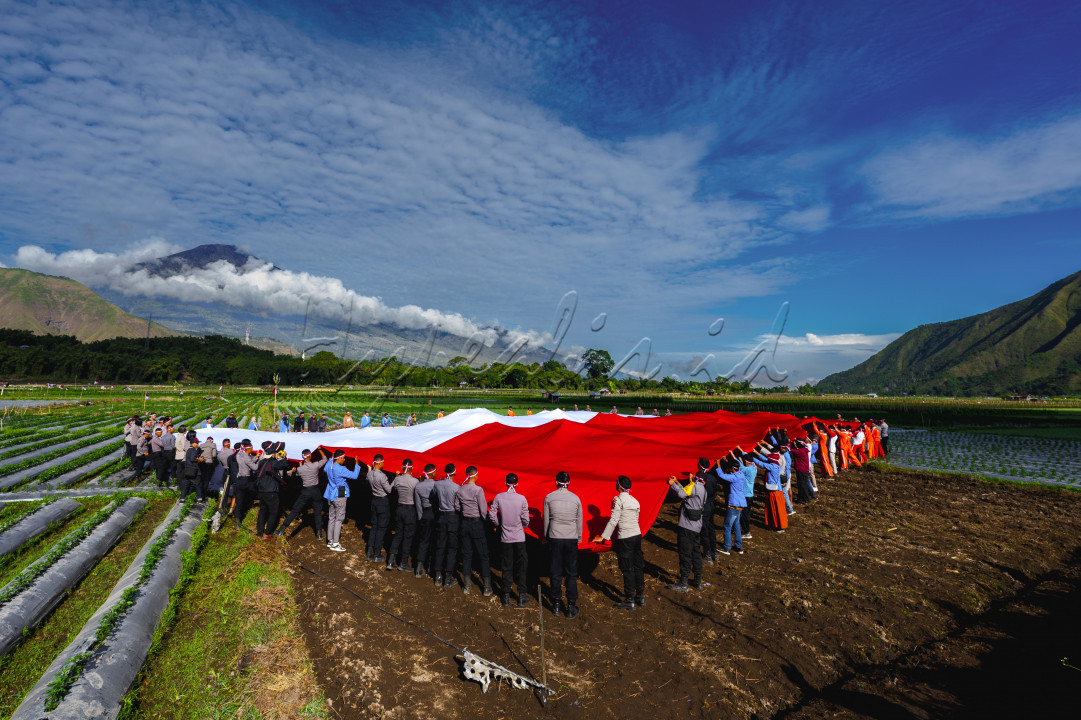 Hypeabis Sang Merah Putih