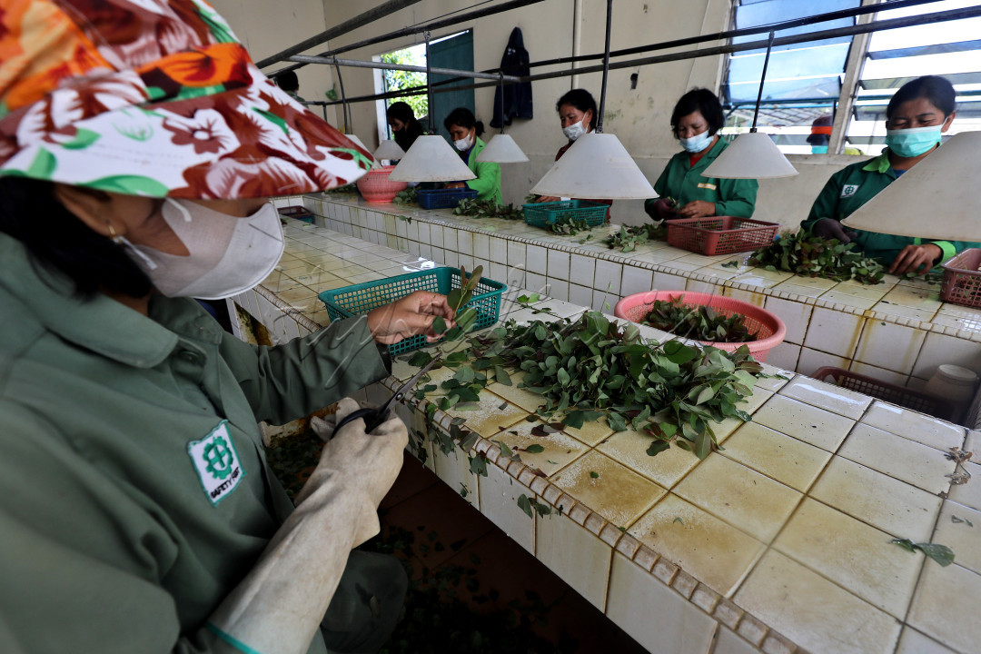 Tanaman ini diklaim dapat membantu meredakan gejala penyakit flu, antara lain batuk, pilek,, anosmia dan sakit kepala. Klaim tersebut berdasarkan hasil uji klinis yang dilakukan oleh Badan Penelitian dan Pengembangan Pertanian (Balitbangtan) Kementerian Pertanian (Kementan).
<div>&nbsp;</div>