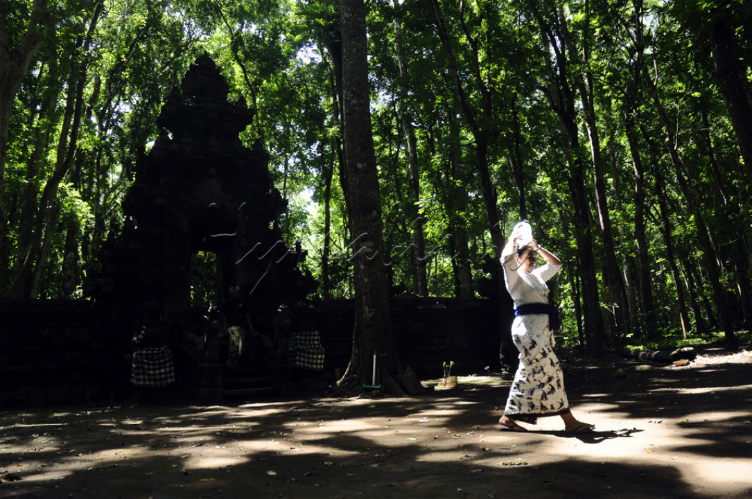 Seorang ummat Hindu berjalan membawa air suci seusai melakukan sembahyang di salah satu pura di kawasan hutan lindung Alas Purwo, Banyuwangi, Jawa Timur. Meski letaknya di tengah hutan, pura ini masih ramai dikunjungi warga untuk beribadah maupun berwisata.
<div>&nbsp;</div>

<div>Saat menuju pura ini, mata kita disuguhi oleh hutan tropis yang tua dan sejuk. Berbagai hewan liar, burung hingga serangga dapat kita jumpai dengan mudah di sana. Suara burung yang merdu menambah suasana khidmat bagi pengunjung pura ini.&nbsp;</div>

<div>&nbsp;</div>

<div>&nbsp;</div>