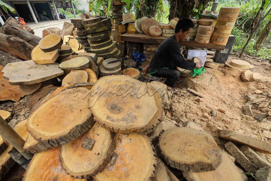 Menjadi perajin talenan kayu merupakan profesi yang telah dilakoni pak Ajum selama puluhan tahun. Sejak remaja, pria paruh baya ini mengandalkan kayu sebagai sumber penghasilannya.&nbsp;