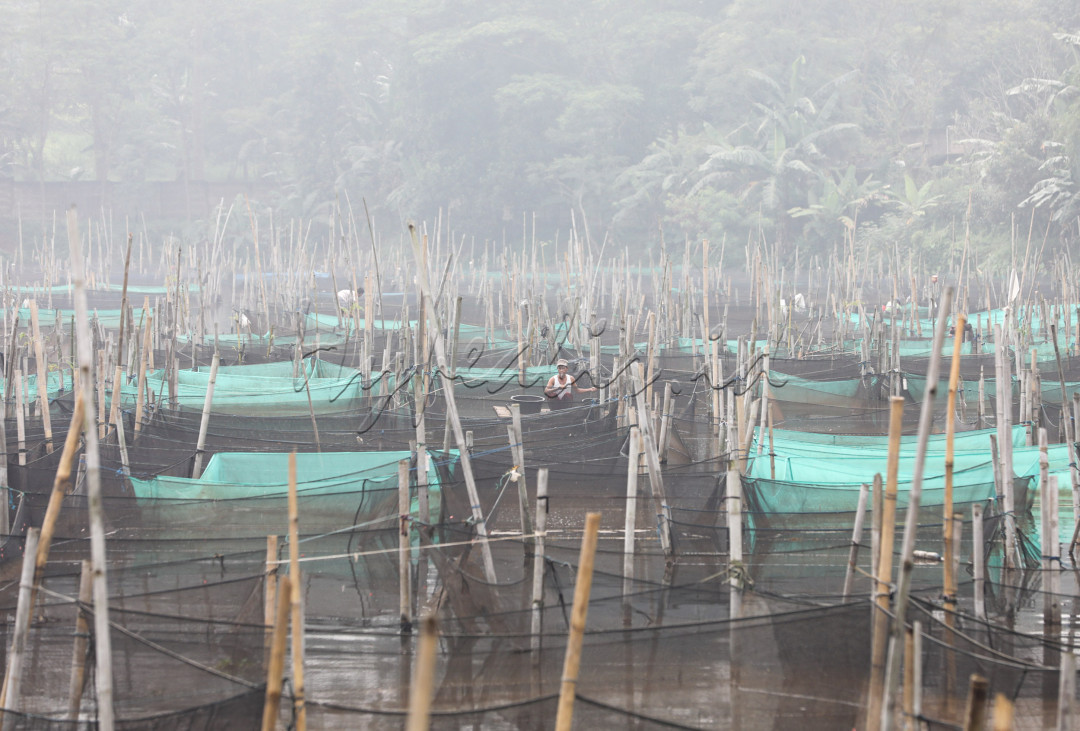 Ratusan keramba ikan hias berderet memenuhi Setu Malangnengah di Ciseeng, Kabupaten Bogor, Jawa Barat. Ditopang pondasi bambu, sesekali para peternak lalu lalang menggunakan rakit dan mampir di keramba miliknya untuk sekadar melempar pakan ikan.&nbsp;