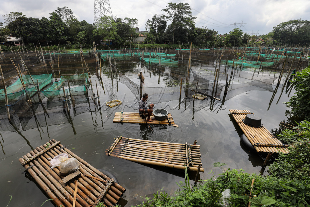 Sebagaian warga di sekitar memang menggantungkan hidupnya pada budi daya ikan hias di Setu Malangnengah ini. Mulai dari ikan emas, koi dengan berbagai warna, guppy, hingga ikan louhan dikembangbiakkan di tempat ini.
<div>&nbsp;</div>
