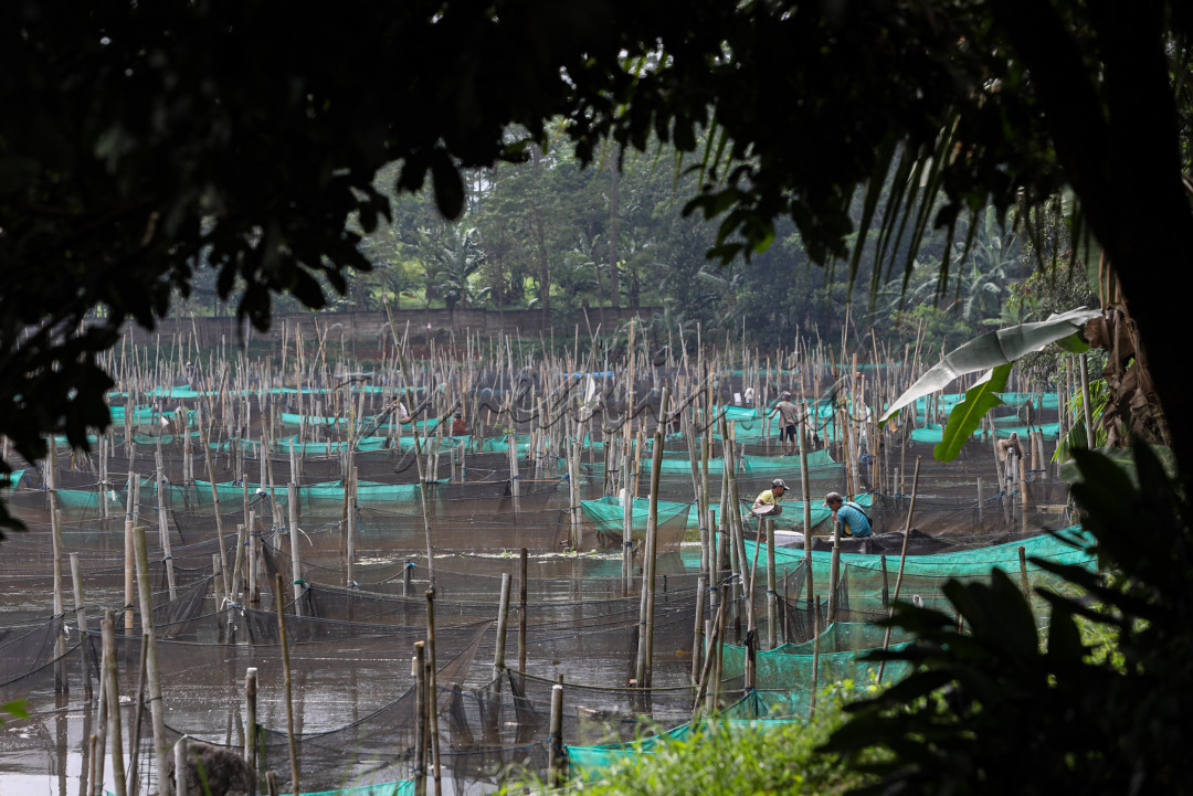Menurut salah satu peternak, setu Malangnengah sudah dimanfaatkan sebagai pusat keramba ikan hias sejak berakhirnya zaman kolonial. Sebelumnya danau ini merupakan lokasi pencucian getah karet yang dikelola perusahaan milik pemerintahan Belanda.
<div>&nbsp;</div>

<div>&nbsp;</div>