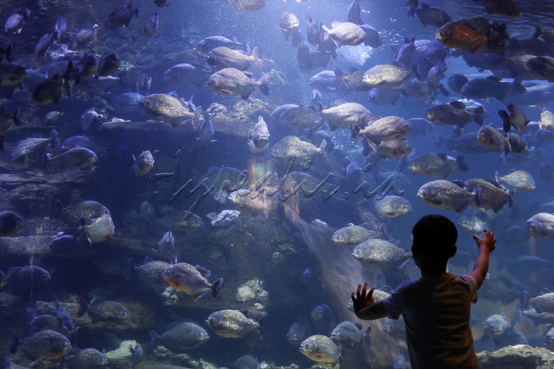 Wisatawan mengamati ikan di Sea World Ancol, Jakarta.&nbsp;