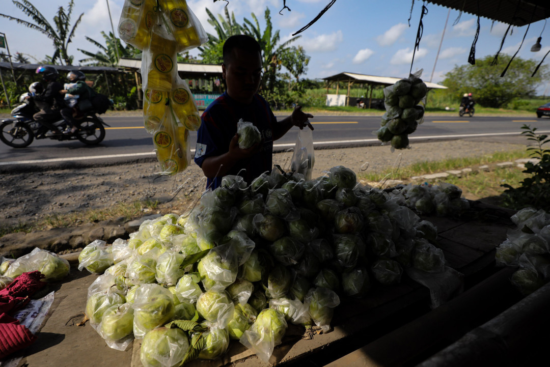 Tepatnya di kawasan Purworejo, Jawa Tengah, di mana ratusan hektar kebun jambu kristal membentang di sepanjang jalur.
