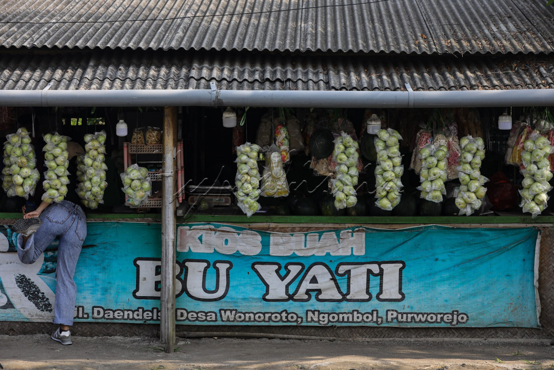 Komoditas asli Purworejo ini dapat menjadi pilihan oleh - oleh. Karena selain kualitasnya yang baik, jambu tersebut juga dijual dengan harga yang relatif murah antara Rp8 ribu hingga Rp12 ribu tergantung masa panen.