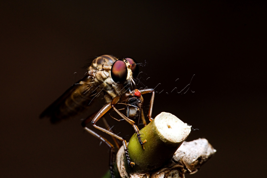 Seekor robber fly atau serangga predator, memangsa seekor lalat.