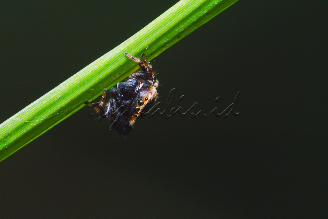 Laba-laba pelompat&nbsp;adalah sekelompok&nbsp;laba-laba&nbsp;yang merupakan&nbsp;keluarga&nbsp;Salticidae&nbsp;.&nbsp;Pada 2019, famili ini berisi lebih dari 600 genera yang dideskripsikan dan lebih dari 6.000&nbsp;spesies&nbsp;yang dideskripsikan ,&nbsp;[1]&nbsp;menjadikannya famili&nbsp;laba-laba&nbsp;terbesar dengan 13?ri semua spesies