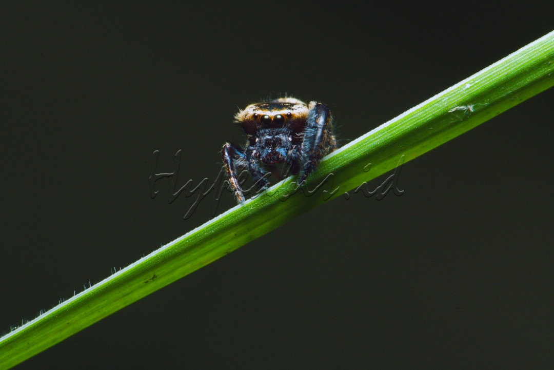 Laba-laba pelompat&nbsp;adalah sekelompok&nbsp;laba-laba&nbsp;yang merupakan&nbsp;keluarga&nbsp;Salticidae&nbsp;.&nbsp;Pada 2019, famili ini berisi lebih dari 600 genera yang dideskripsikan dan lebih dari 6.000&nbsp;spesies&nbsp;yang dideskripsikan ,&nbsp;[1]&nbsp;menjadikannya famili&nbsp;laba-laba&nbsp;terbesar dengan 13?ri semua spesies