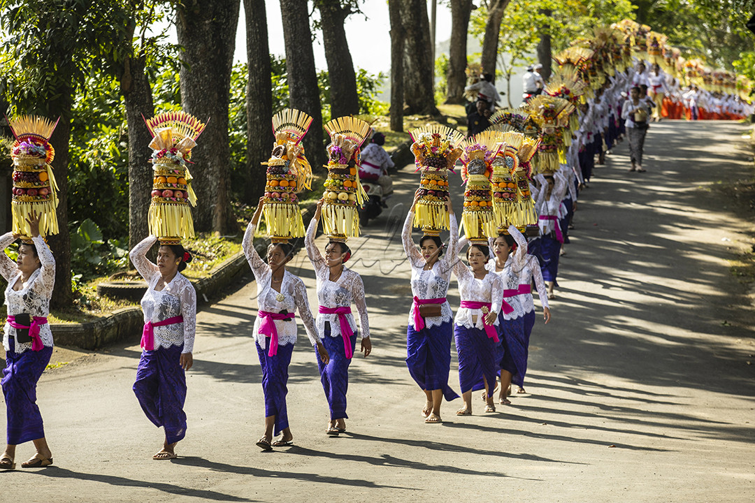 membawa sesajen unutk persembahan ritual di sebuah pura di bali